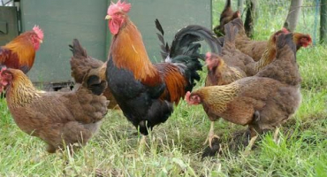 Popis a charakteristika kuřat plemene welsumer, pravidla údržby a analogy